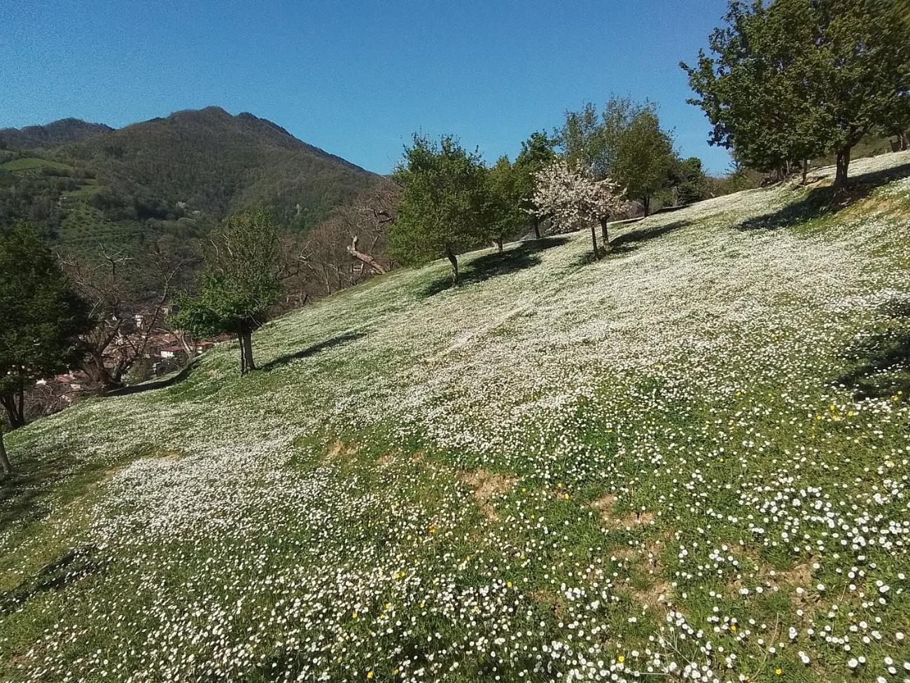Casa Vacanze Podere Ugolini Ronta Dış mekan fotoğraf